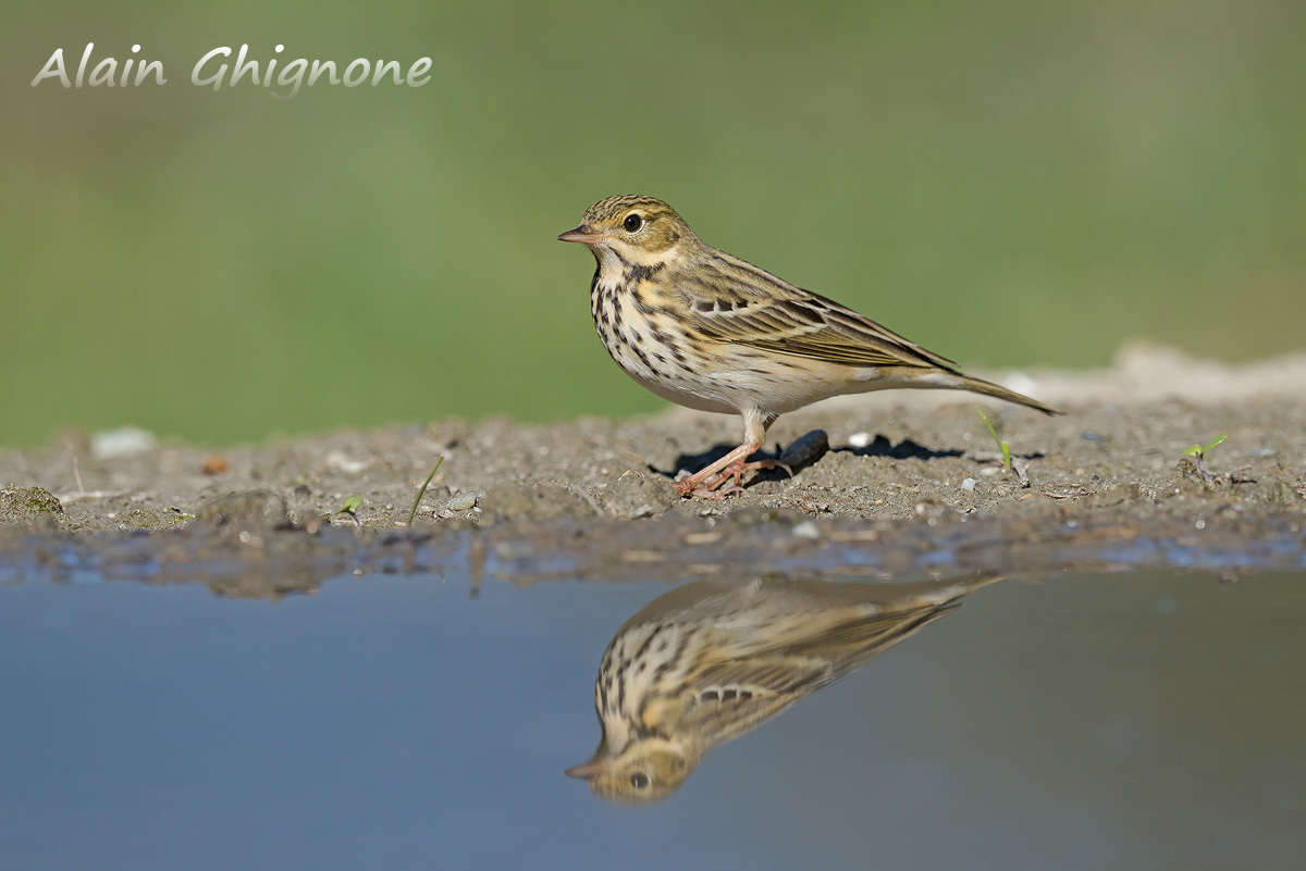 prispolone alla pozza dei miracoli...
